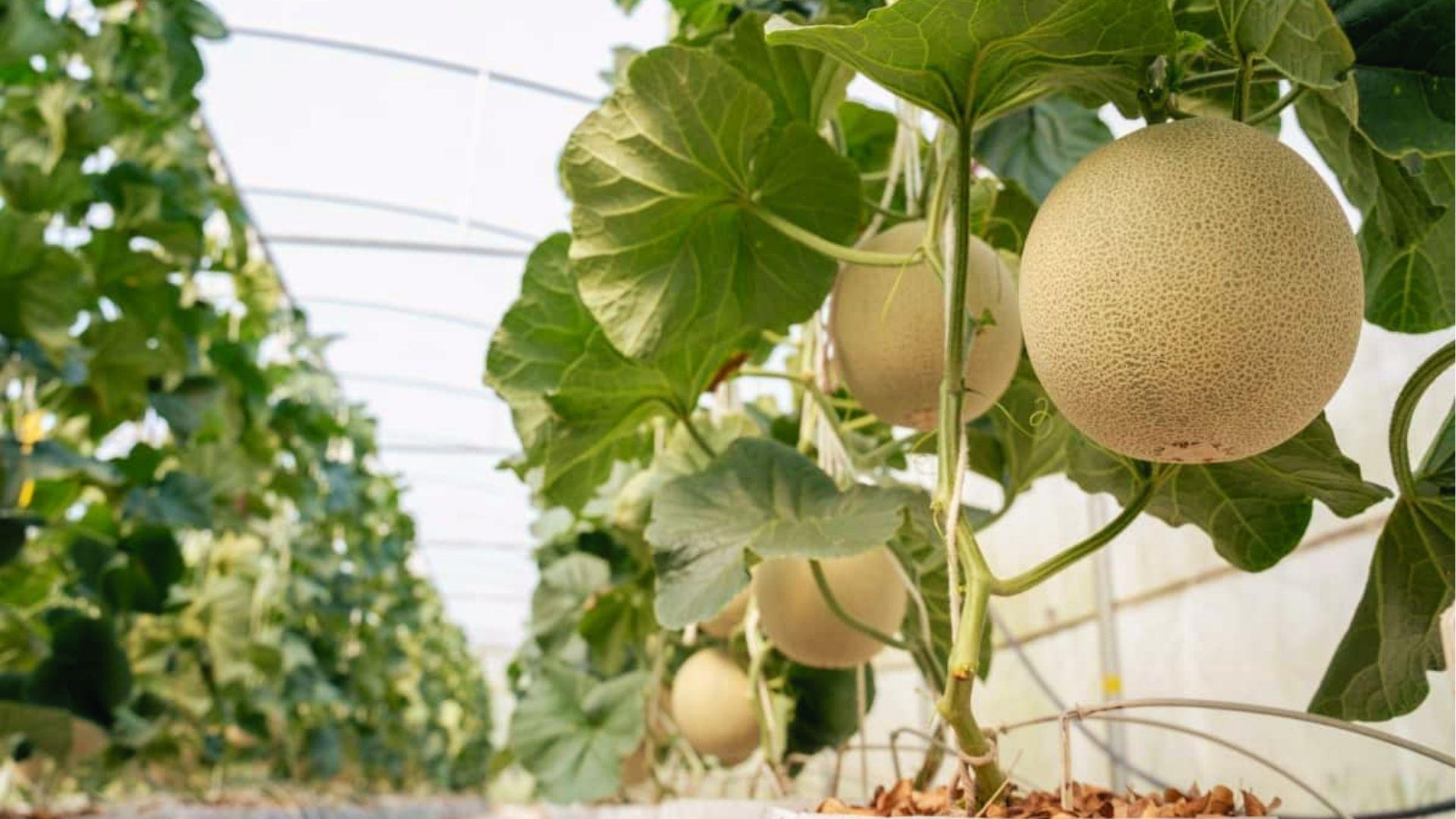 Greenhouse cantaloupes hang from vertical trellis with full sun for better air flow and yield.