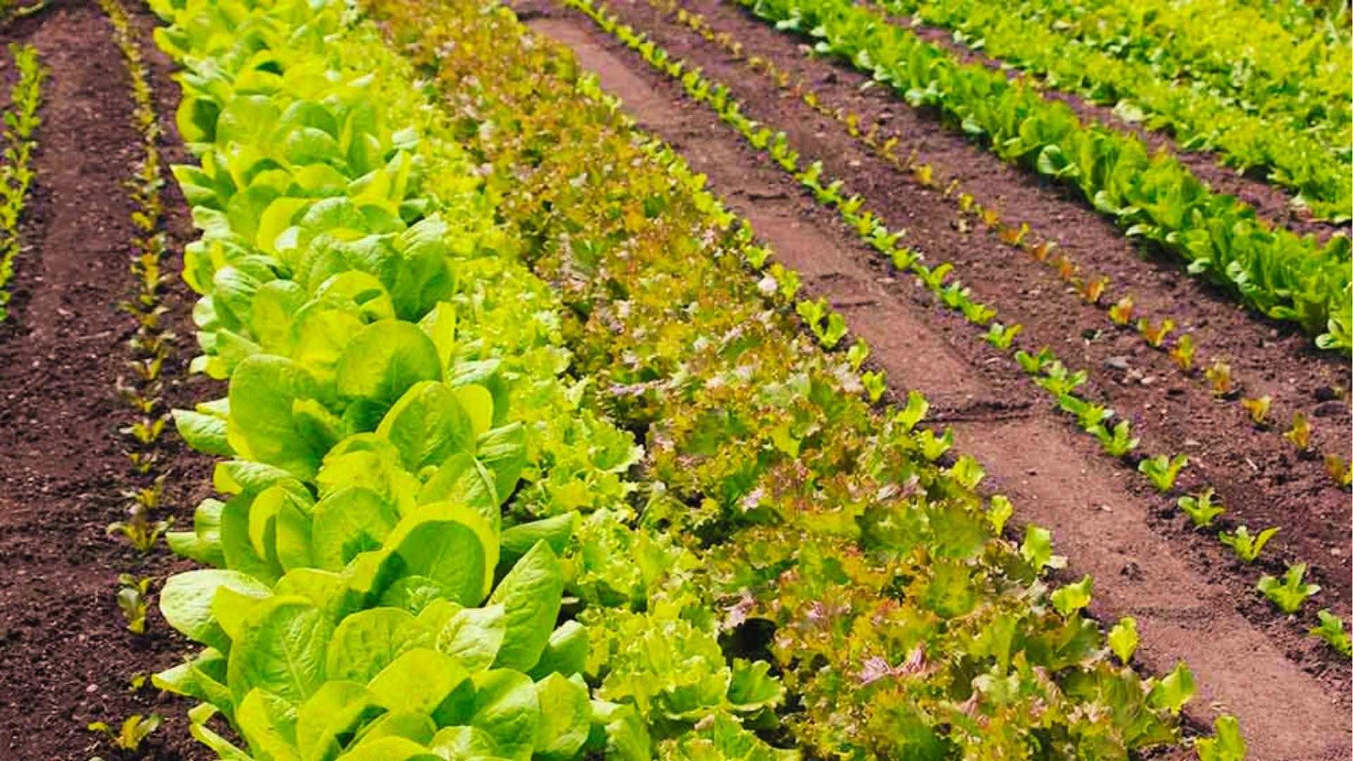 Long rows of green and red lettuce seedlings grow in rich soil beds for a beginner 20x20 veggie layout.