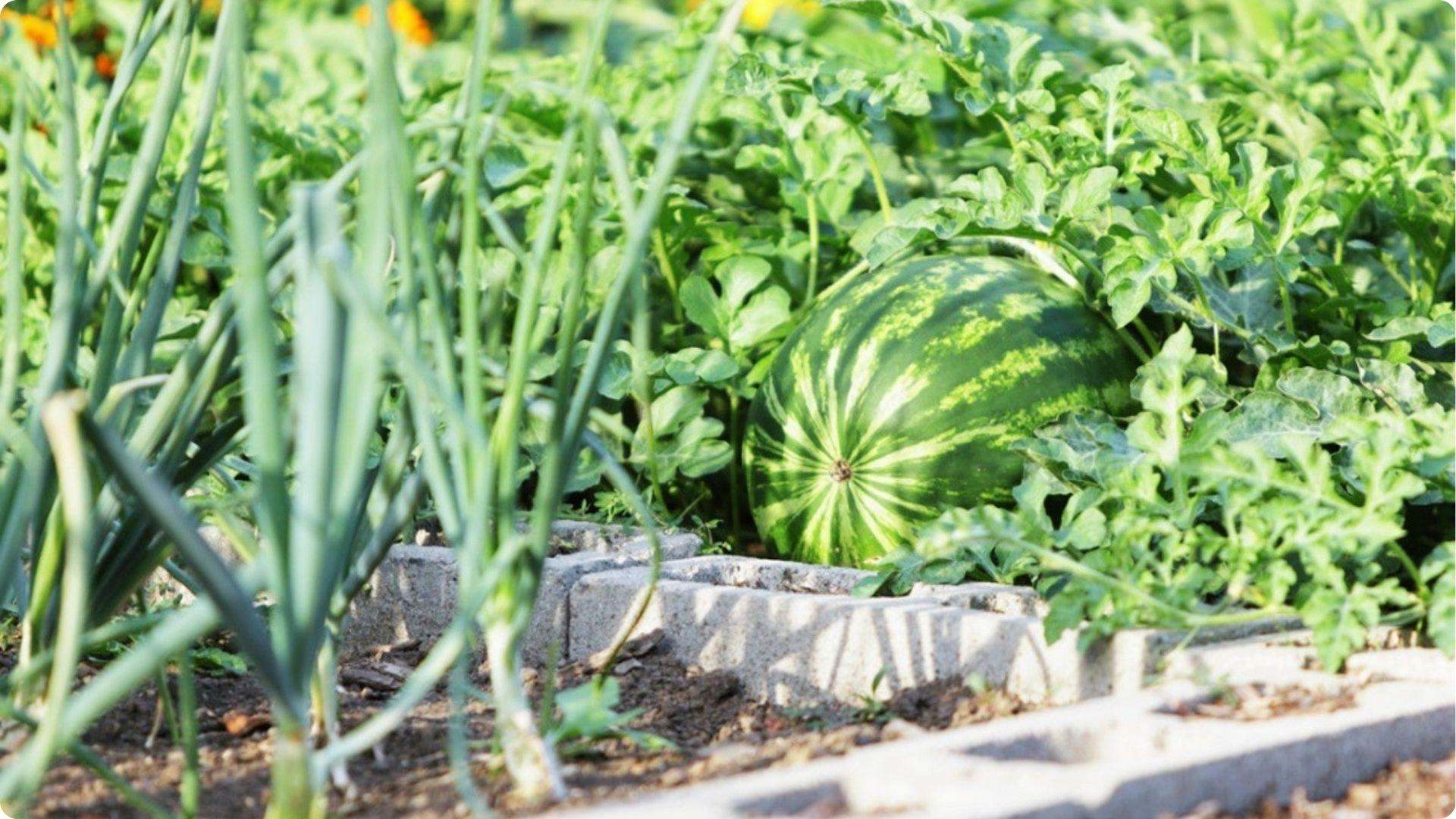 Watermelon is one of the Best Okra Companion Plants