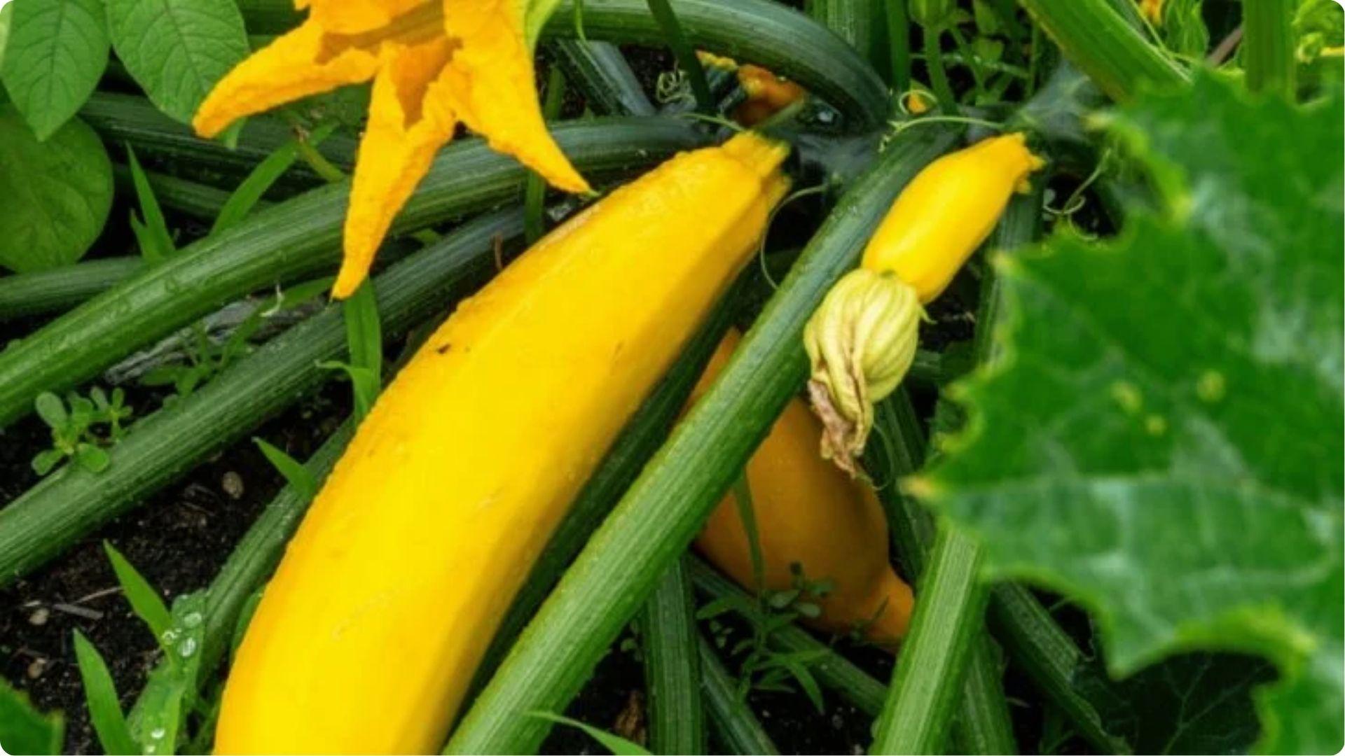 Yellow summer squash with blossoms in soil, a companion crop that attracts pollinators to support okra growth