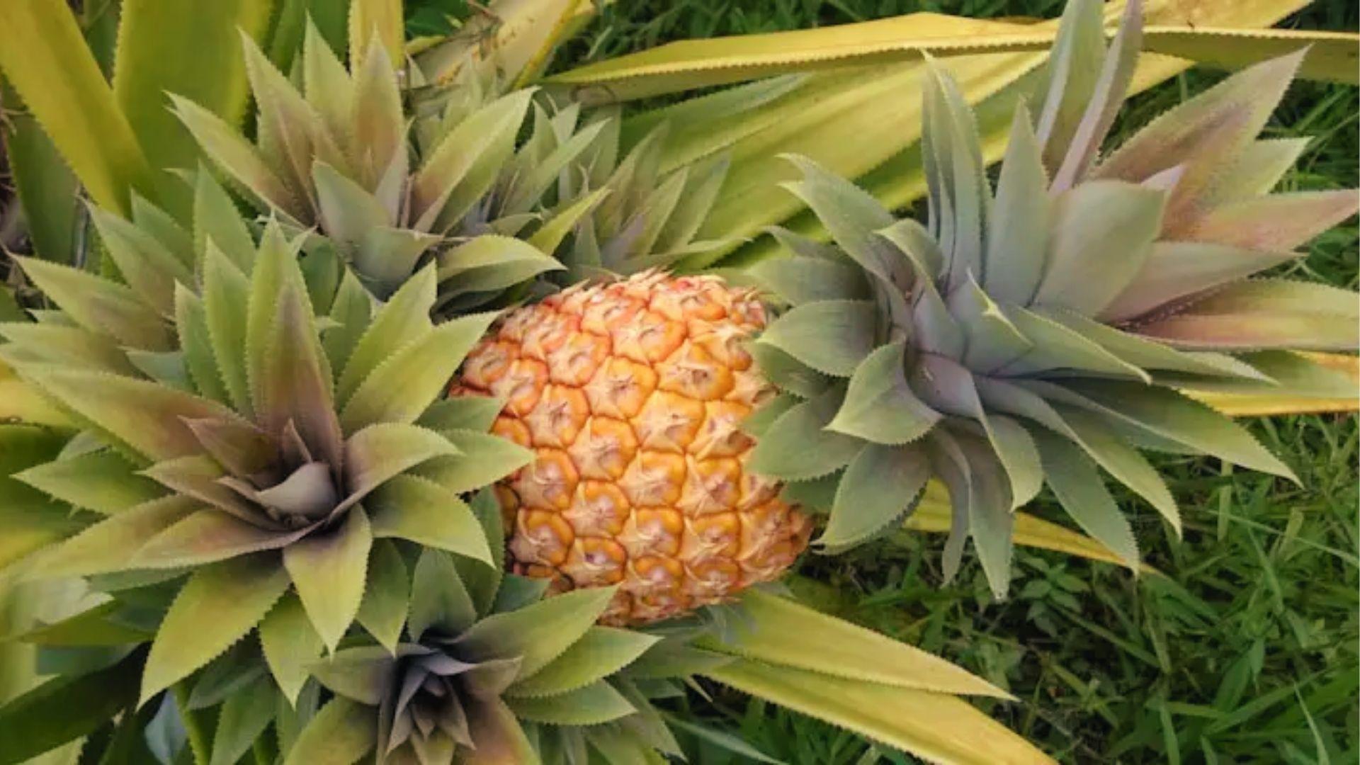 Ripe pineapple with multiple leafy crowns growing from base in garden, fruit ready to pick