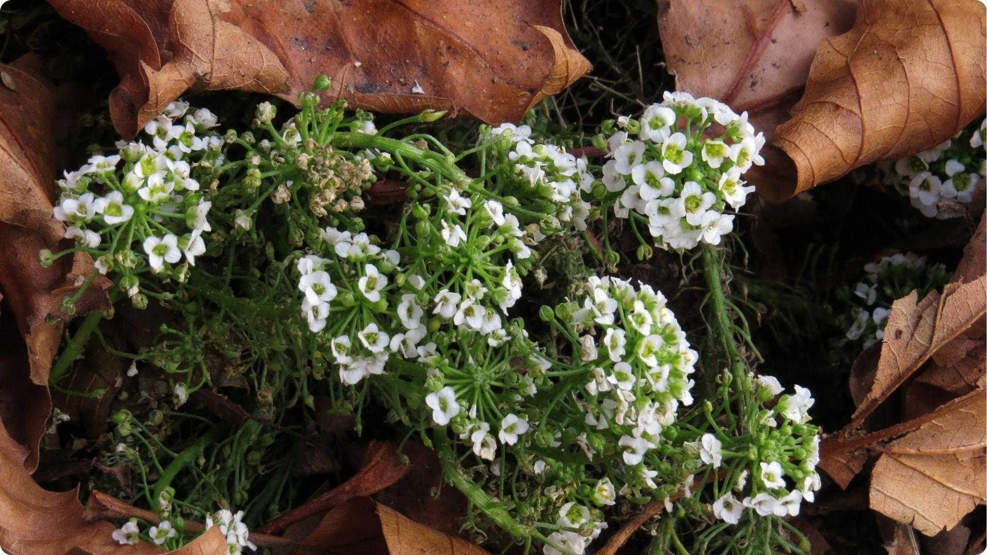 White sweet alyssum flowers on groundcover, a beneficial companion plant that attracts pollinators for kohlrabi