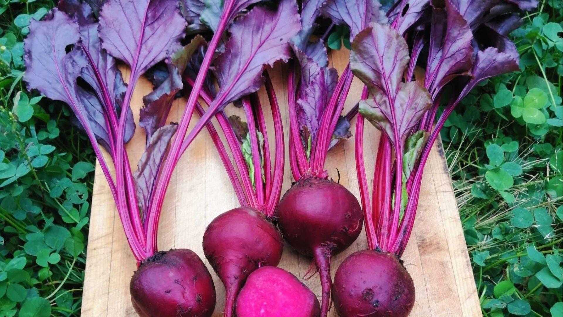 Bull's Blood beet with purple stems and leaves arranged on a wood cutting board surrounded by garden greens.