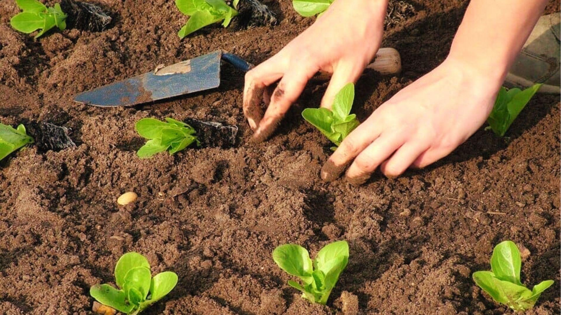 Hands planting 1 week lettuce seedlings into rich soil with a trowel in a sunlit garden bed.