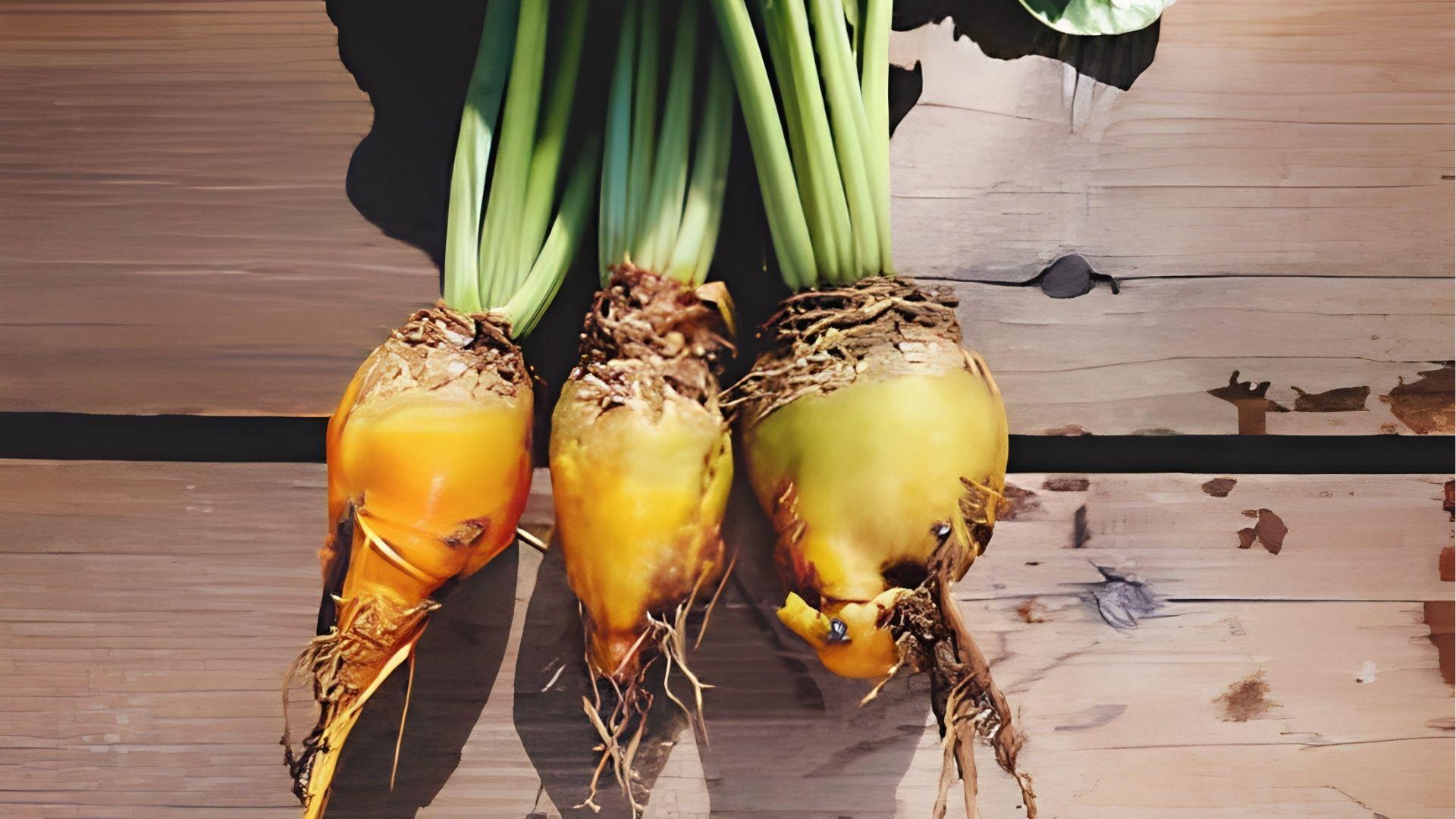 Three Mangold beets with yellow-orange skin, green stems, and earthy roots on rustic wooden boards.