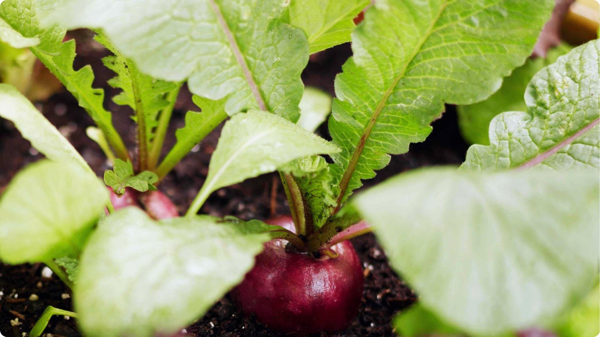 Radishes is one of the Best Okra Companion Plants
