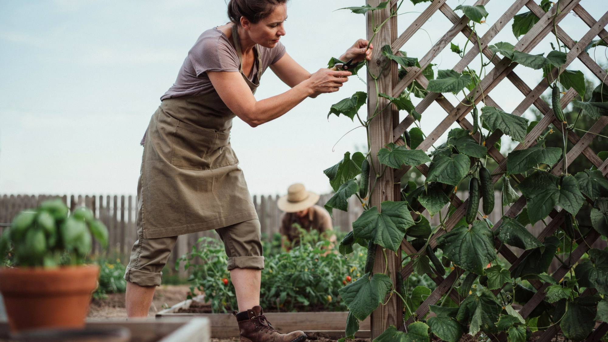 Pruning cucumber plants growing on a trellis.
