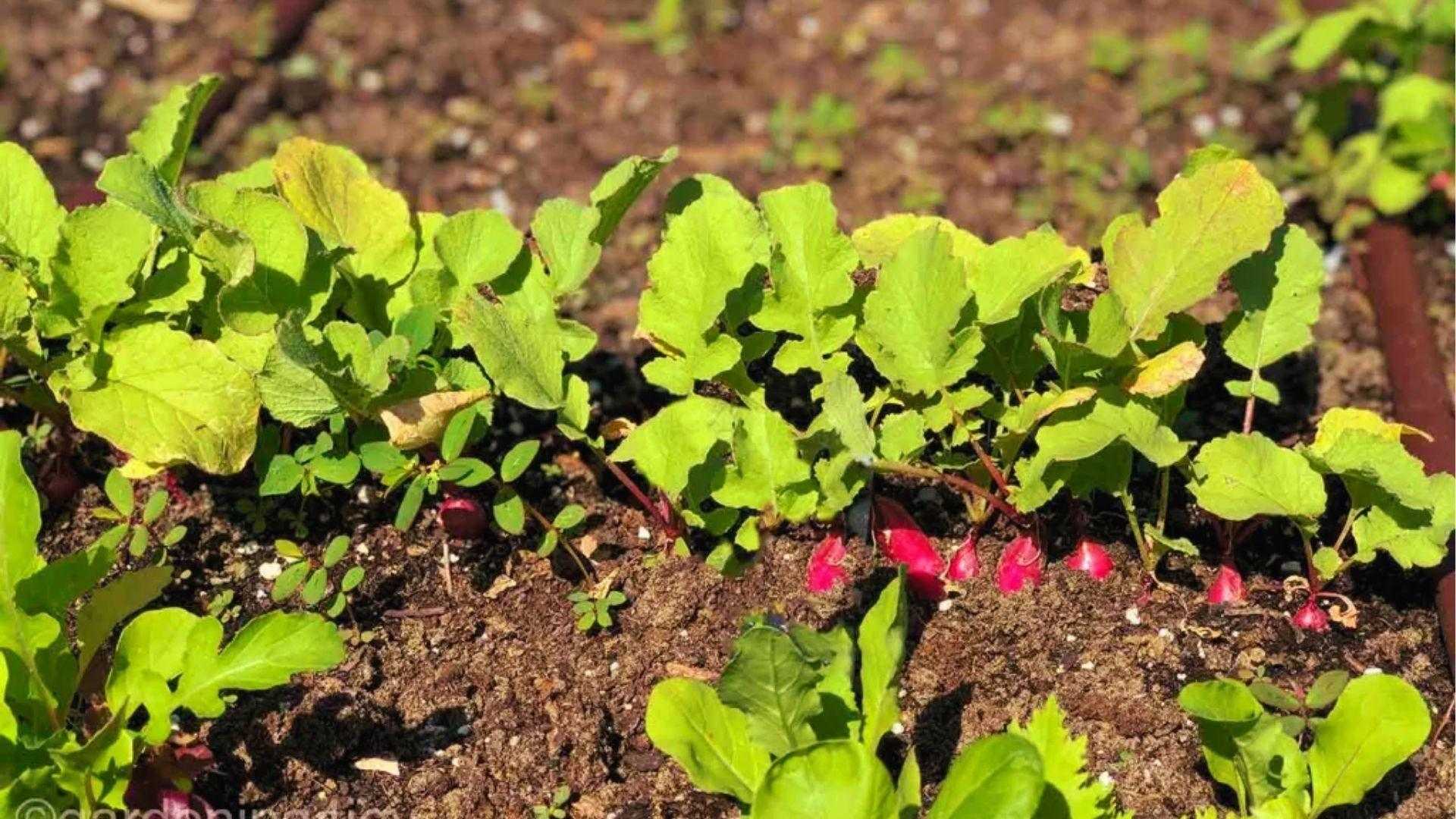 Bright red radish bulbs peeking through soil in a raised bed, ready for container harvesting