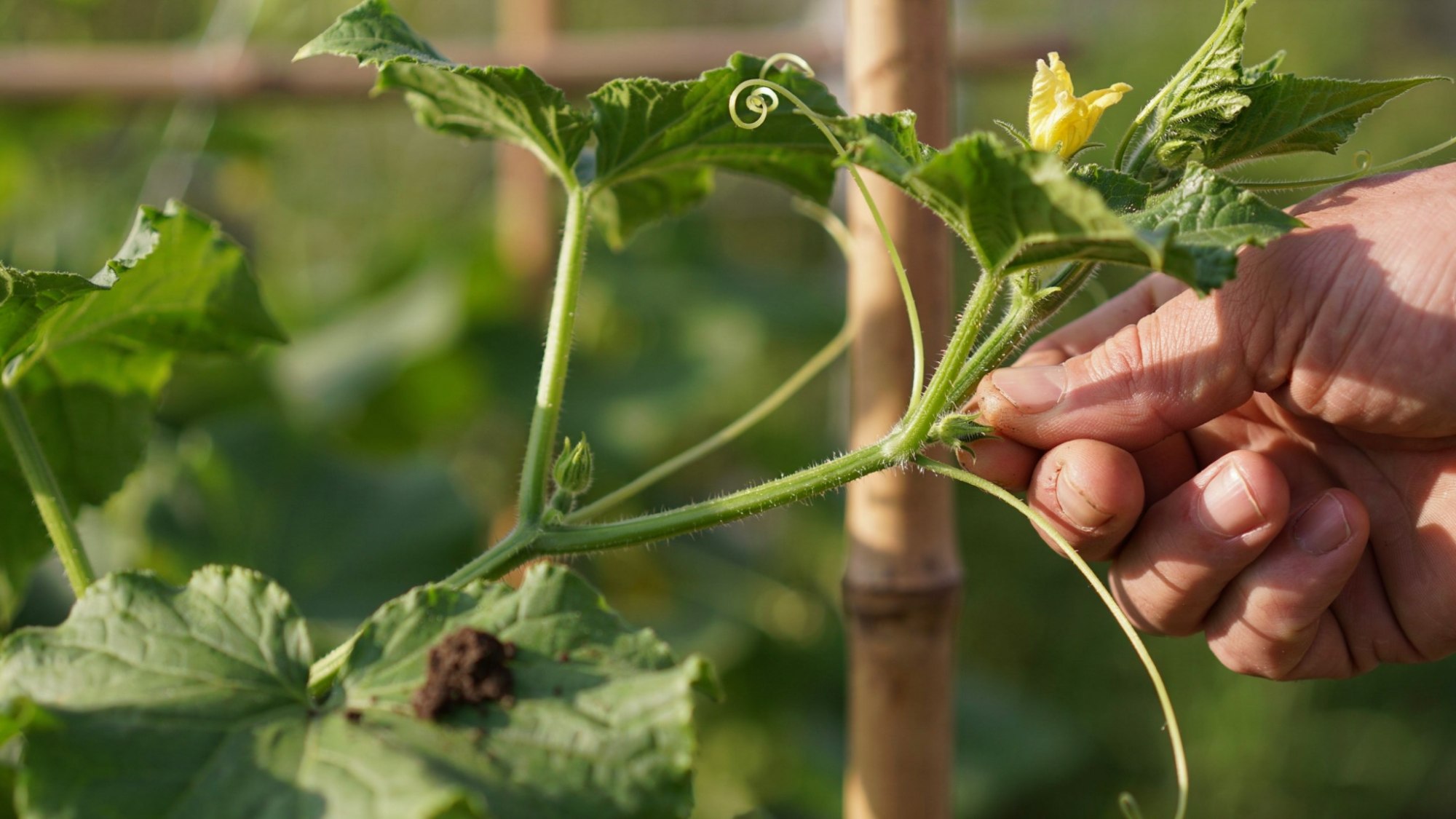 Removing a sucker from the lower node of a cucumber plant.