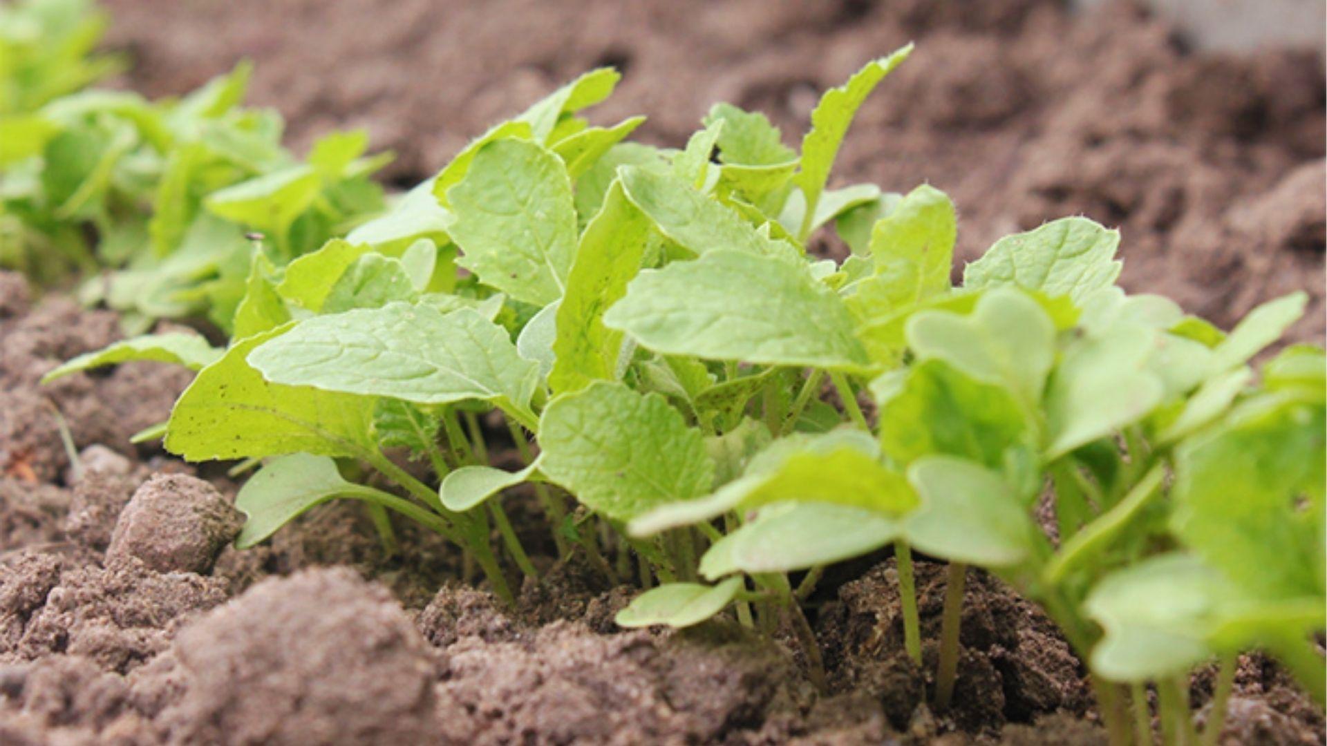 Young turnip seedlings with broad green leaves emerging from soil. Start seeds 2-4 weeks before last spring frost.