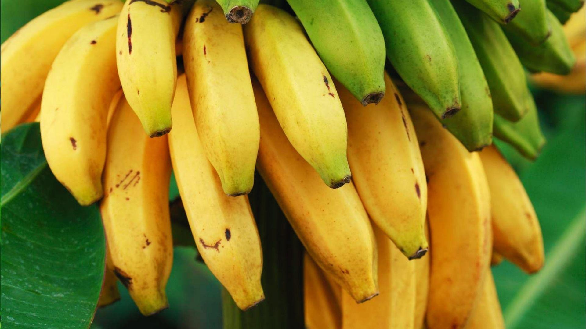 Bunch of yellow and green ripening bananas showing final stage of 3-month fruit development