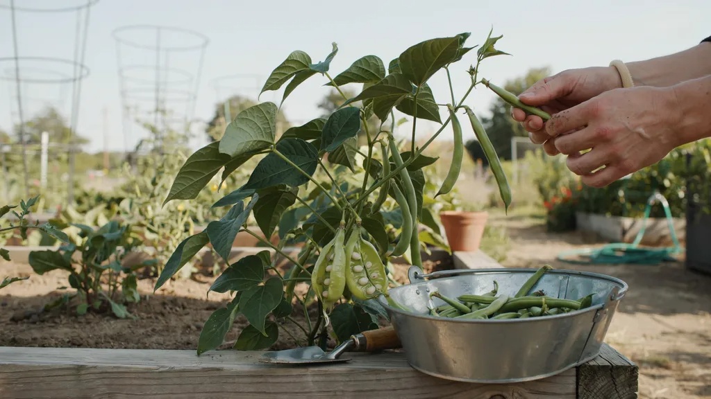 Harvesting bush beans at proper pod maturity