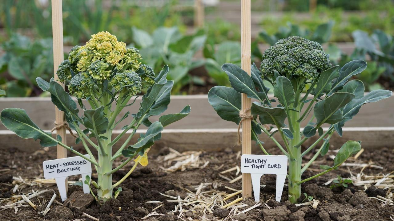 Broccoli plant beginning to flower due to heat stress.