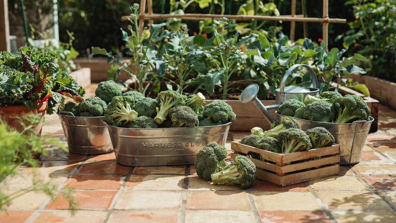 Healthy broccoli containers receiving full morning sunlight.