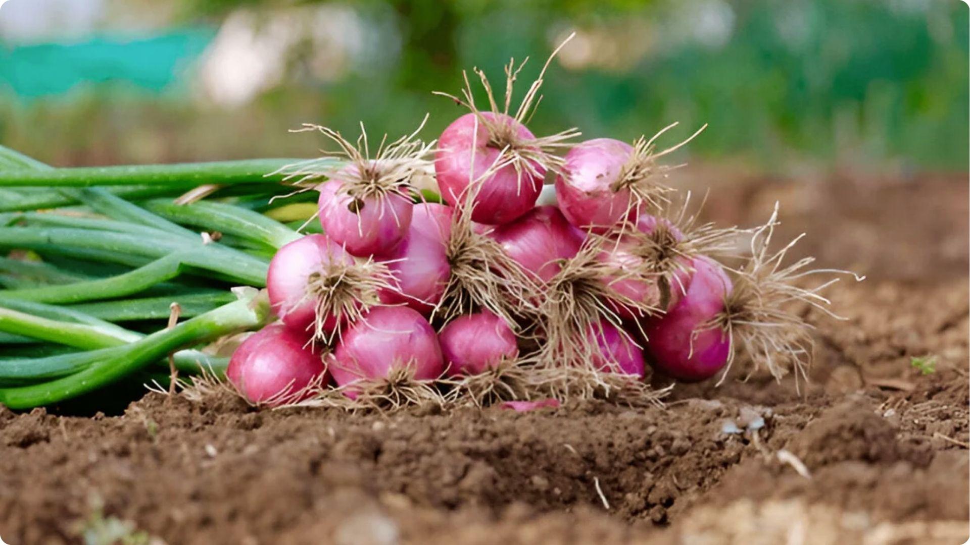 Freshly harvested red onions with green stalks on soil, a kohlrabi companion that repels cabbage worms naturally