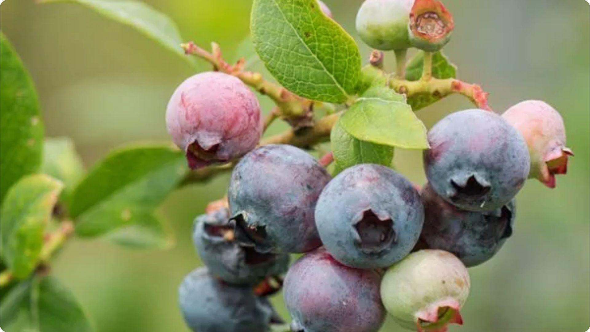 Blueberries ripening from green to purple on branch show pollination success stages needed for understanding self pollinating versus cross pollination