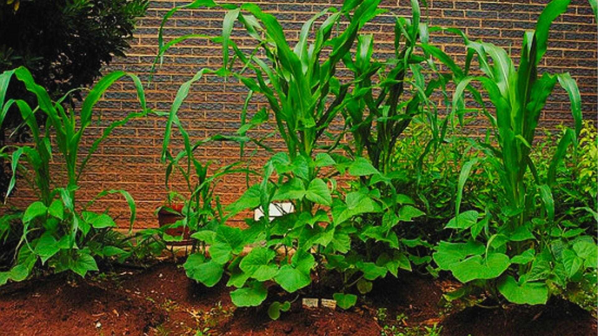 Tall corn and bean plants use companion planting in a beginner 20x20 vegetable garden plot by brick wall.