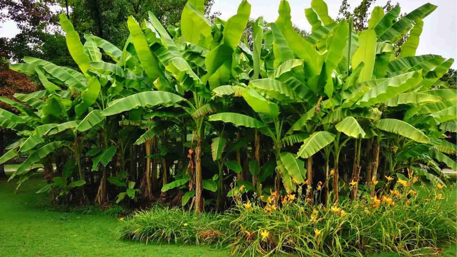 Dense grove of banana plants with large leaves at 6-8 month vegetative stage before fruiting