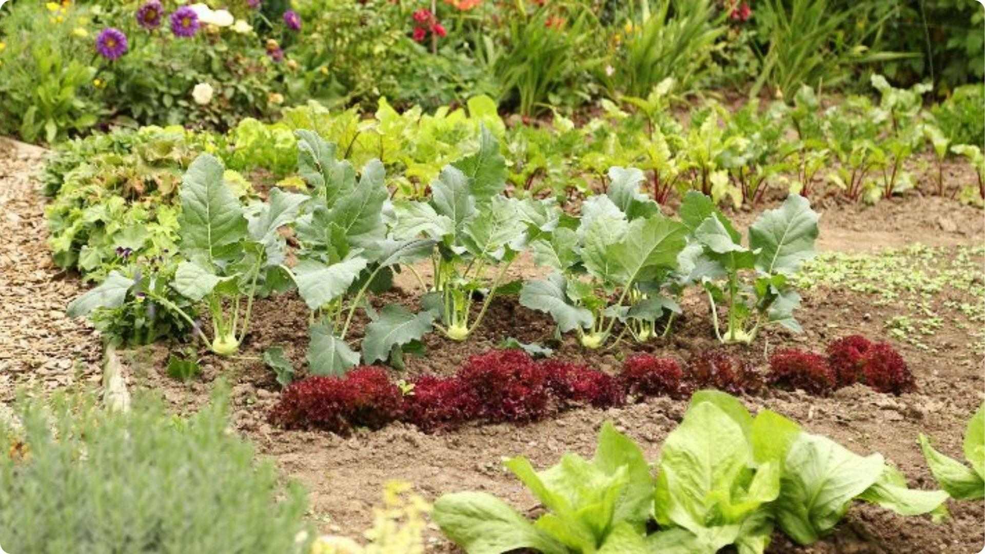 Row of young kohlrabi plants with red lettuce and herbs growing as companion plants in garden bed