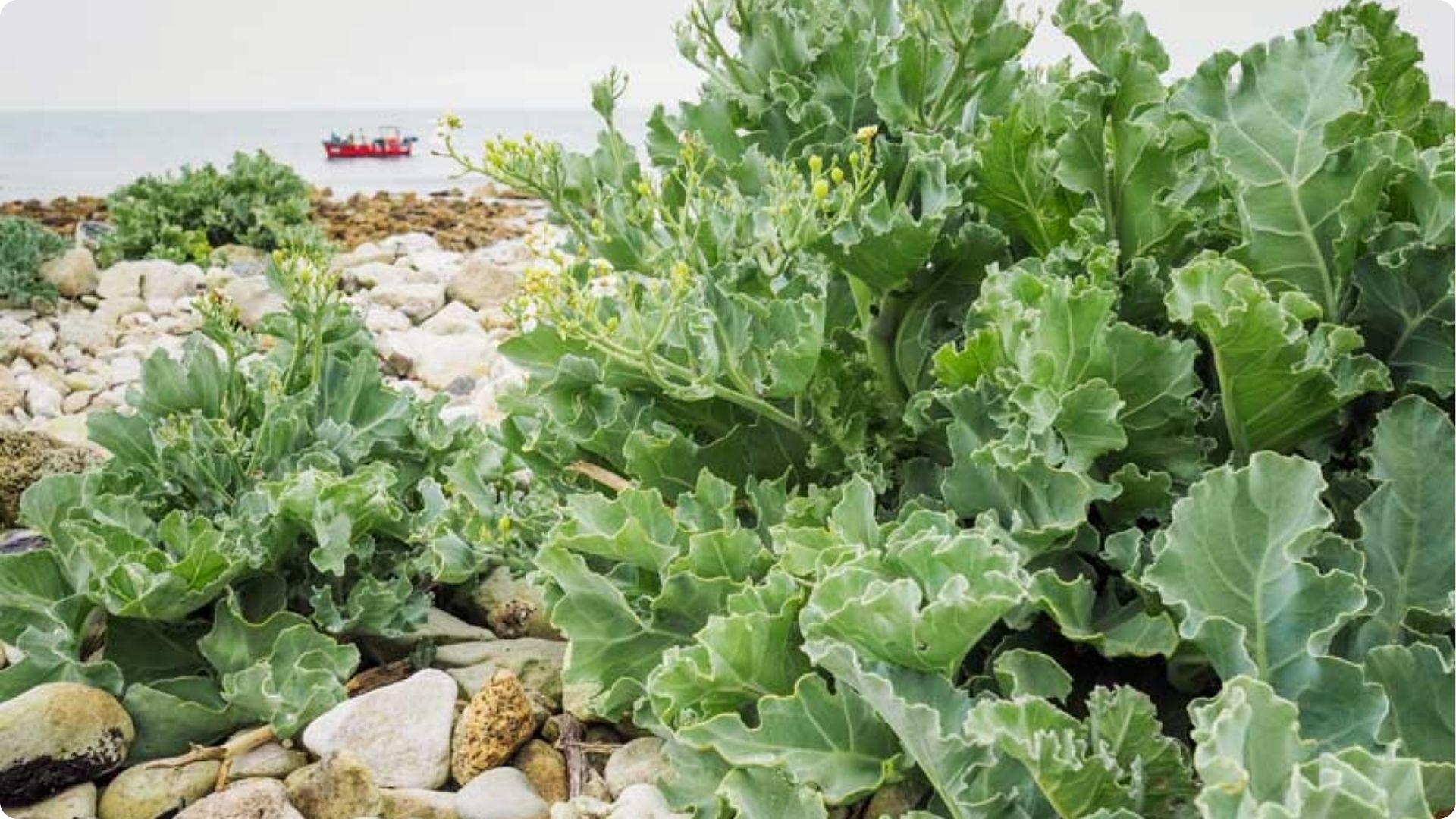 Leafy green sea kale plants growing among rocks, showing hardy leafy greens to plant after tomatoes