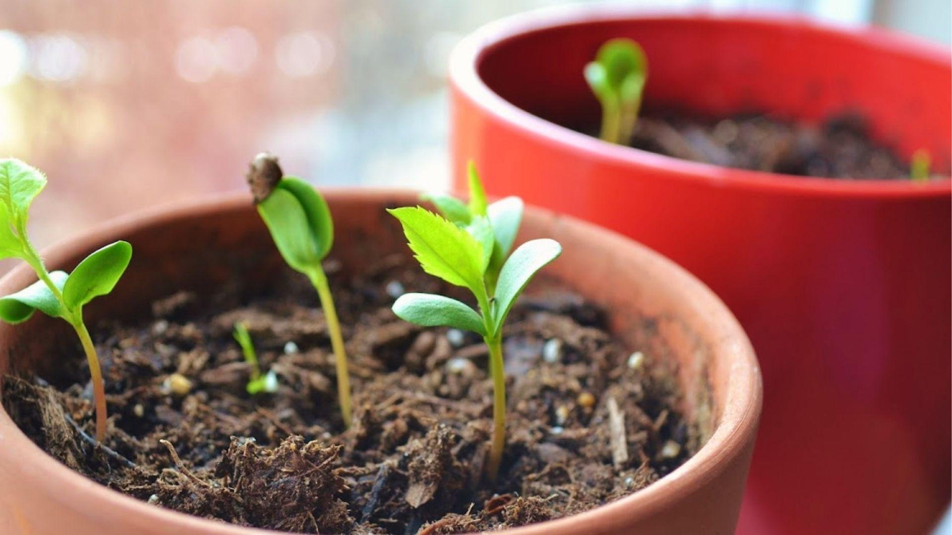 Tiny apple seedlings with first true leaves emerge in terracotta pots after germinating from seed.