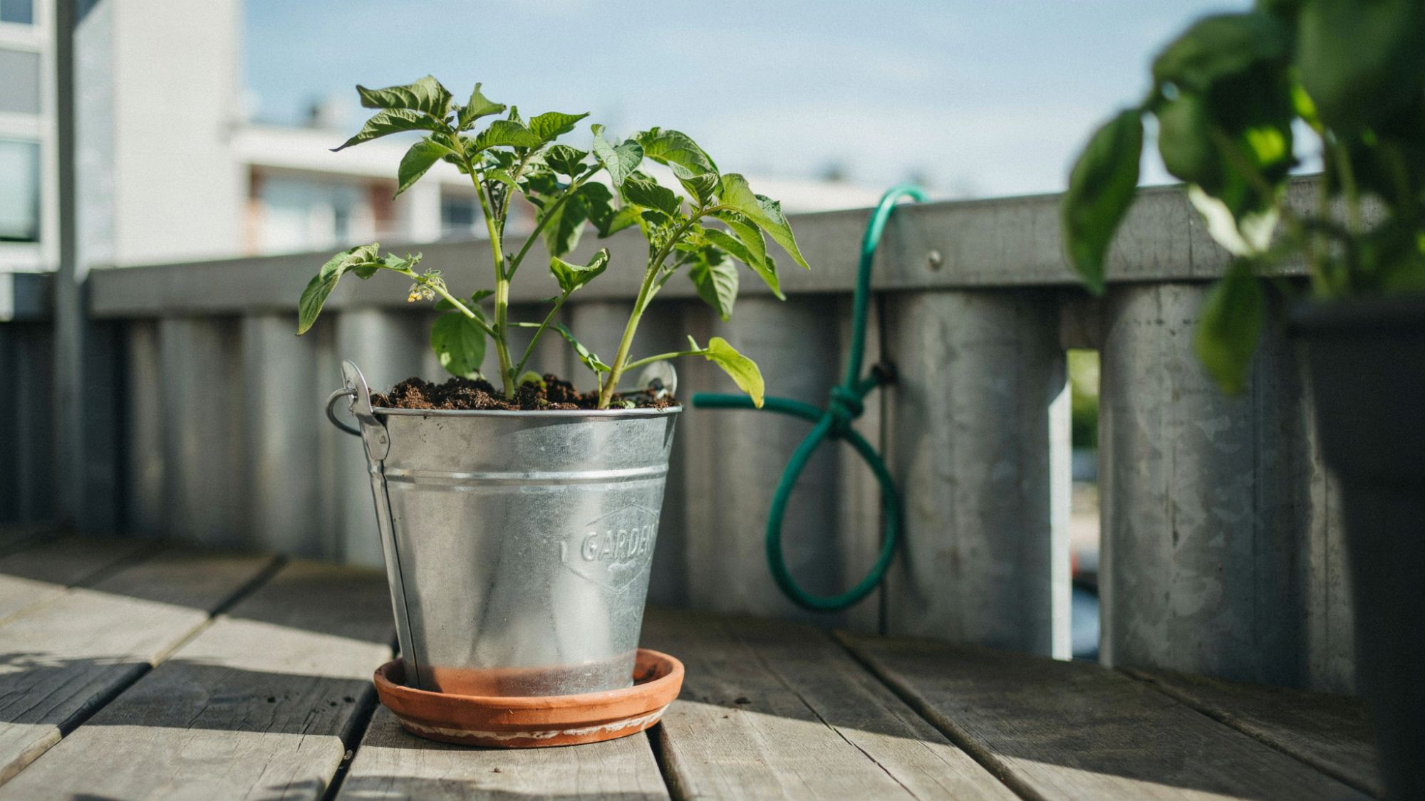 Potato plant growing in a bucket on a balcony showing a simple container gardening setup.
