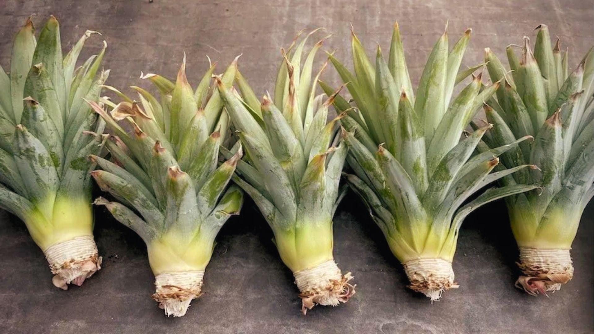 Five fresh pineapple crowns with trimmed bases lined up, prepped for drying and rooting
