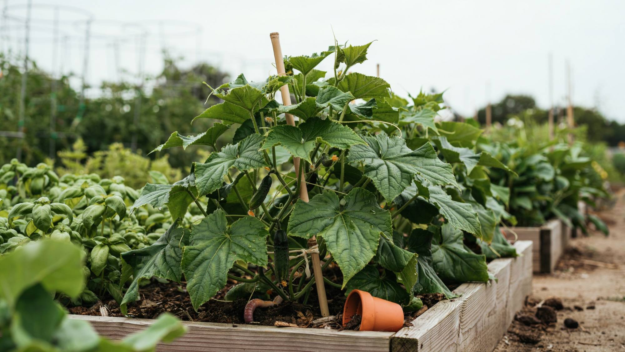 Bush cucumber plant growing in a raised garden bed.