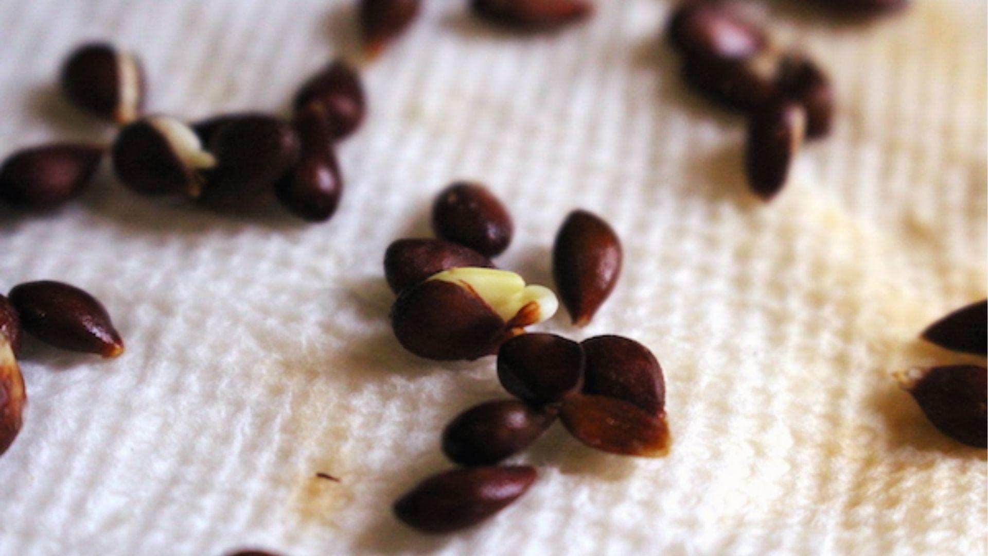 Closeup of sprouting apple seeds with white roots emerging from shells after weeks of cold stratification.