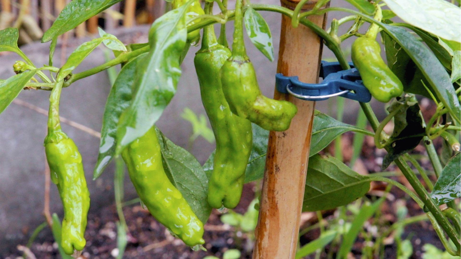 Glossy green shishito peppers on staked plants, harvest at 3-5 inches when firm and bright green.