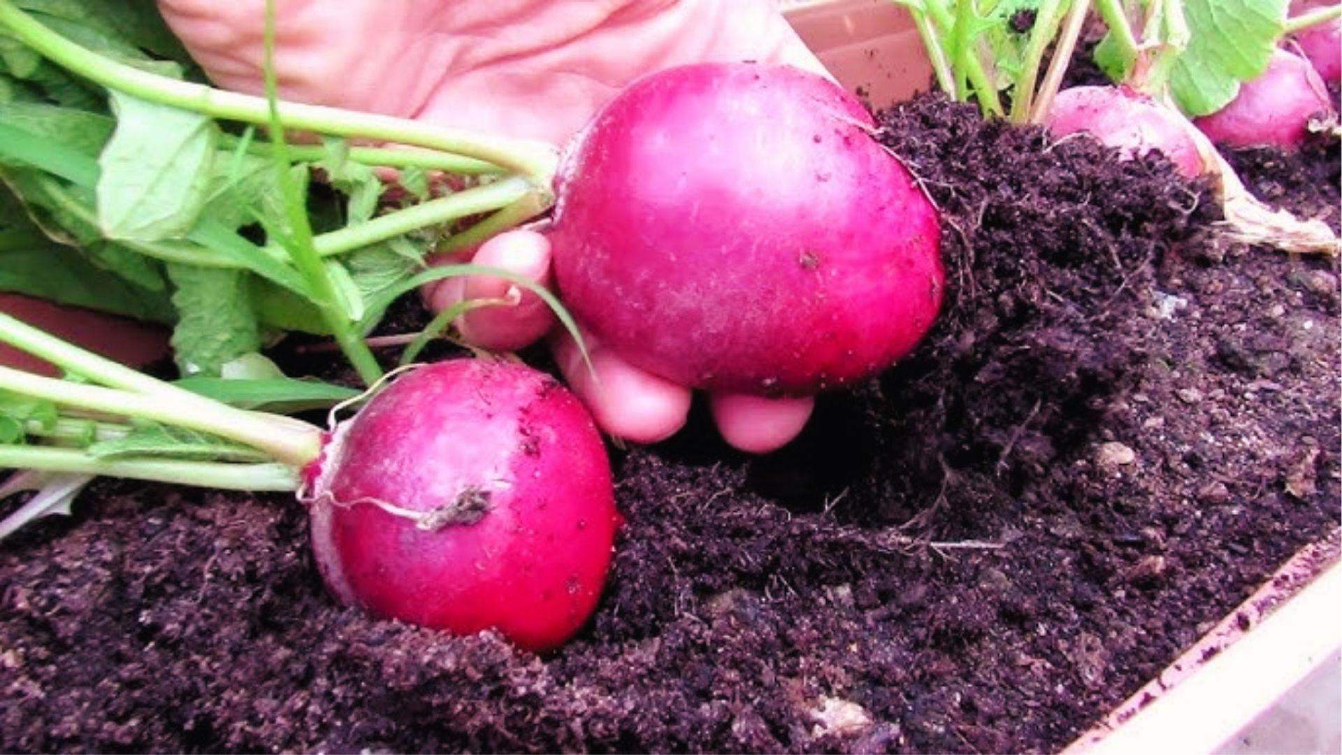 Large round pink radish held above soil in a container, showing size from proper spacing