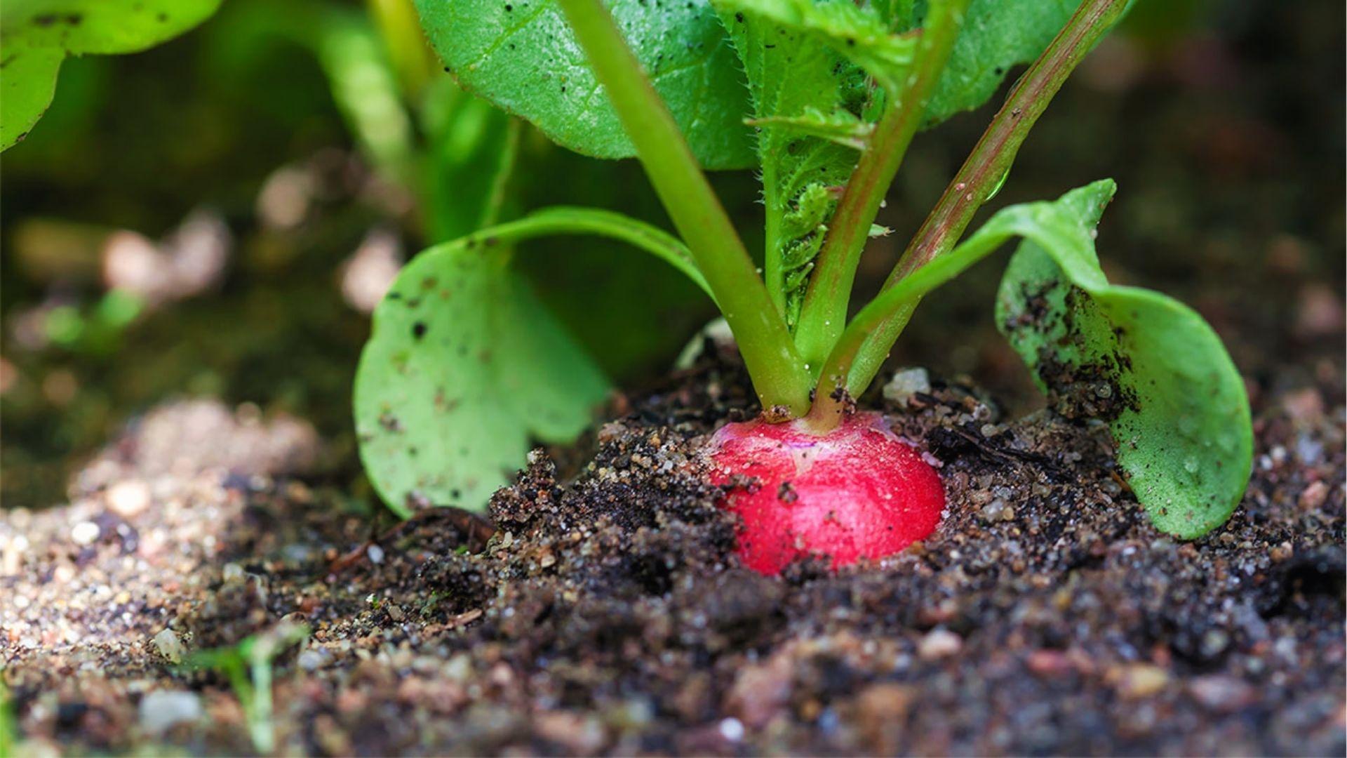 Close-up of single red radish bulb emerging from rich soil in a container, ready to harvest