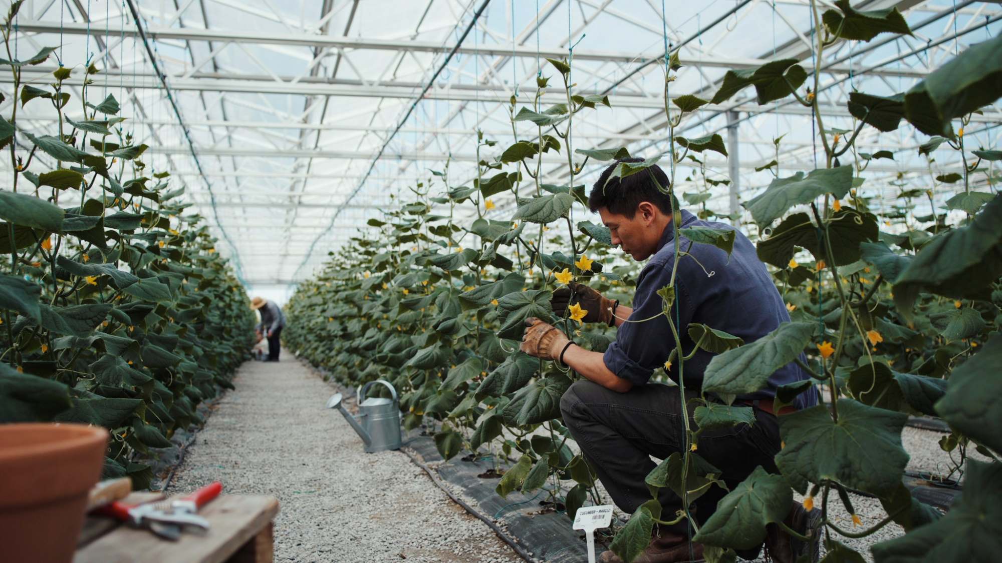 Pruning cucumber plants inside a greenhouse.