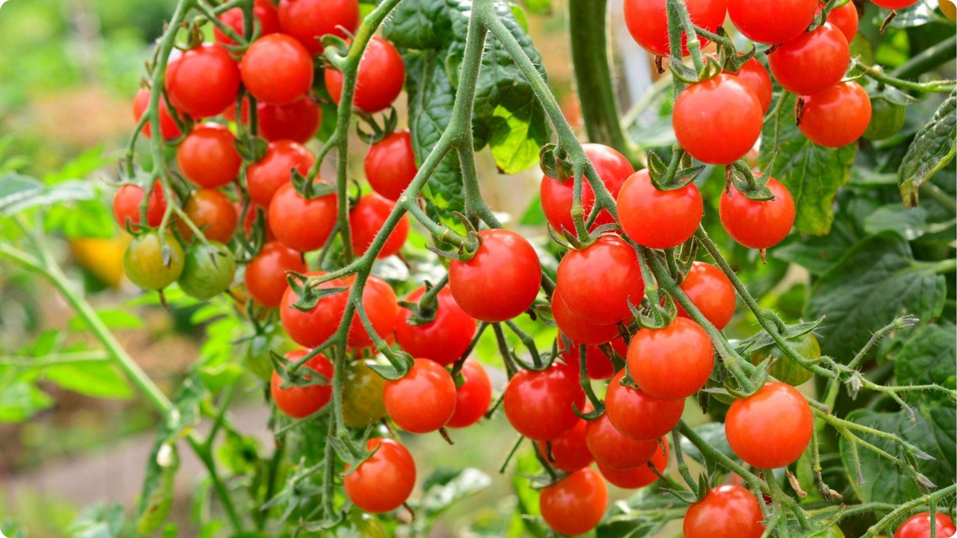 Clusters of ripe red cherry tomatoes on the vine, showing what not to plant again before rotating crops