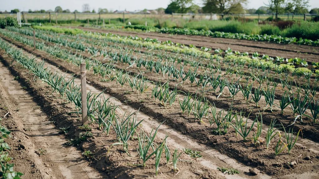Neatly spaced onion rows in a well-maintained vegetable garden.