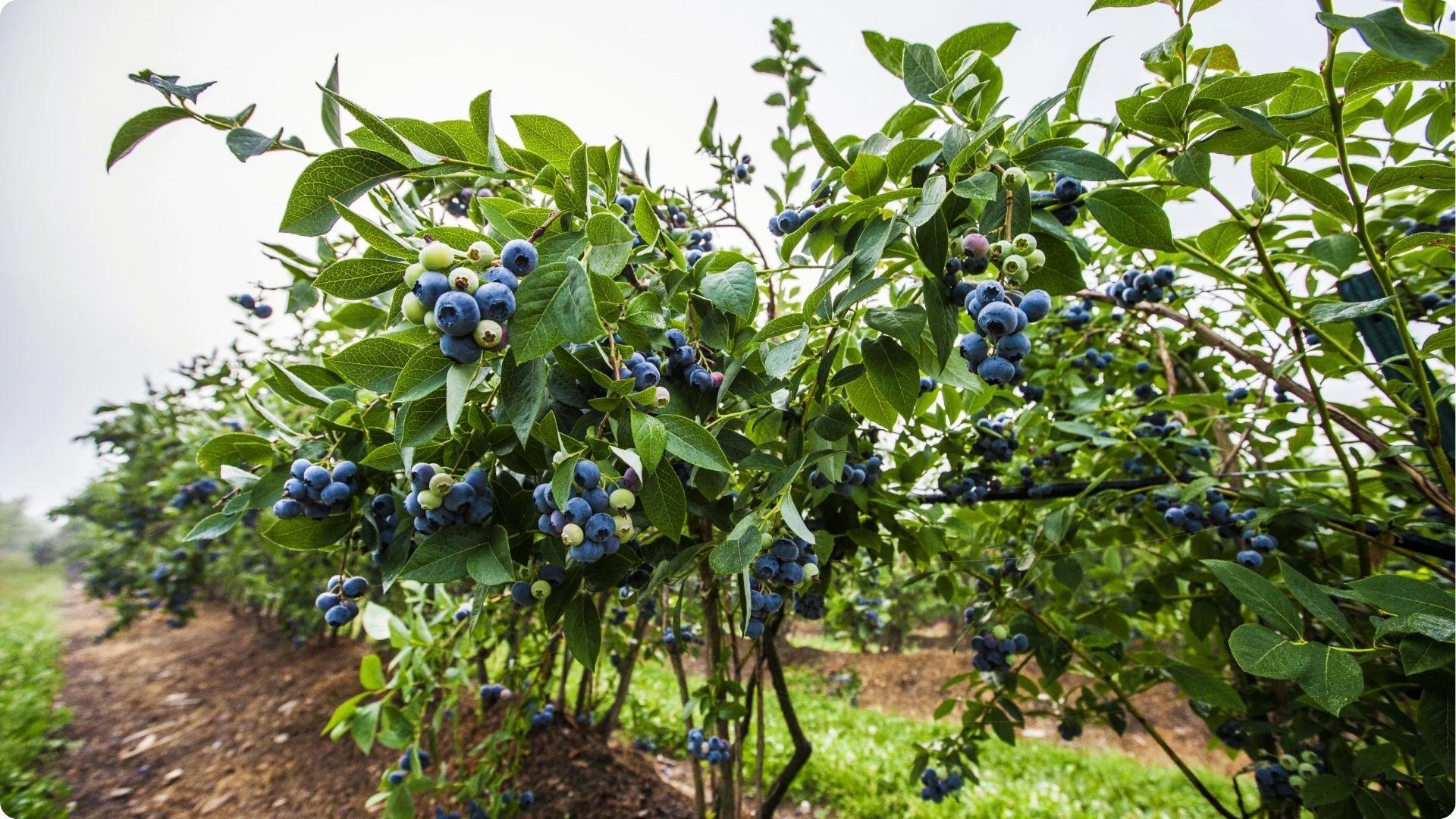 Rows of blueberry plants with abundant berries in field illustrate commercial growing techniques for maximizing pollination and bigger harvests