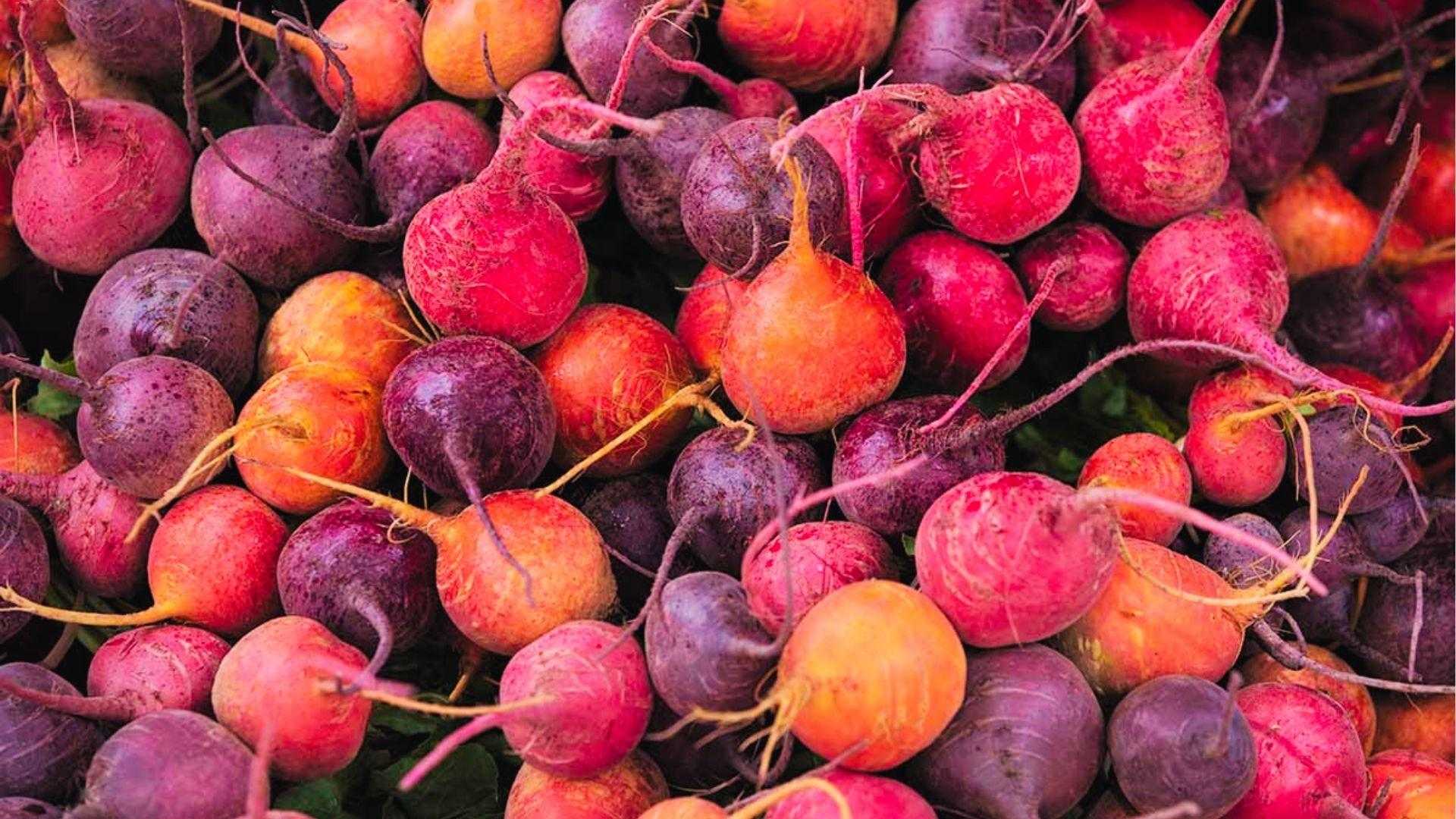 Colorful mix of heirloom beets in purple, red, gold, and pink hues piled together after market harvest.