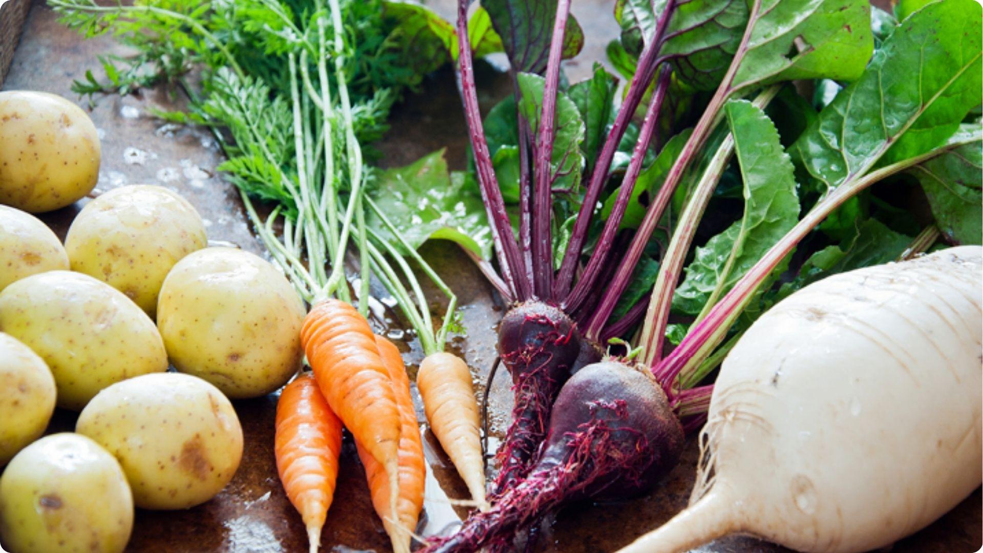 Fresh harvest of potatoes, carrots, beets, and daikon radish, great root crops for rotating after tomatoes
