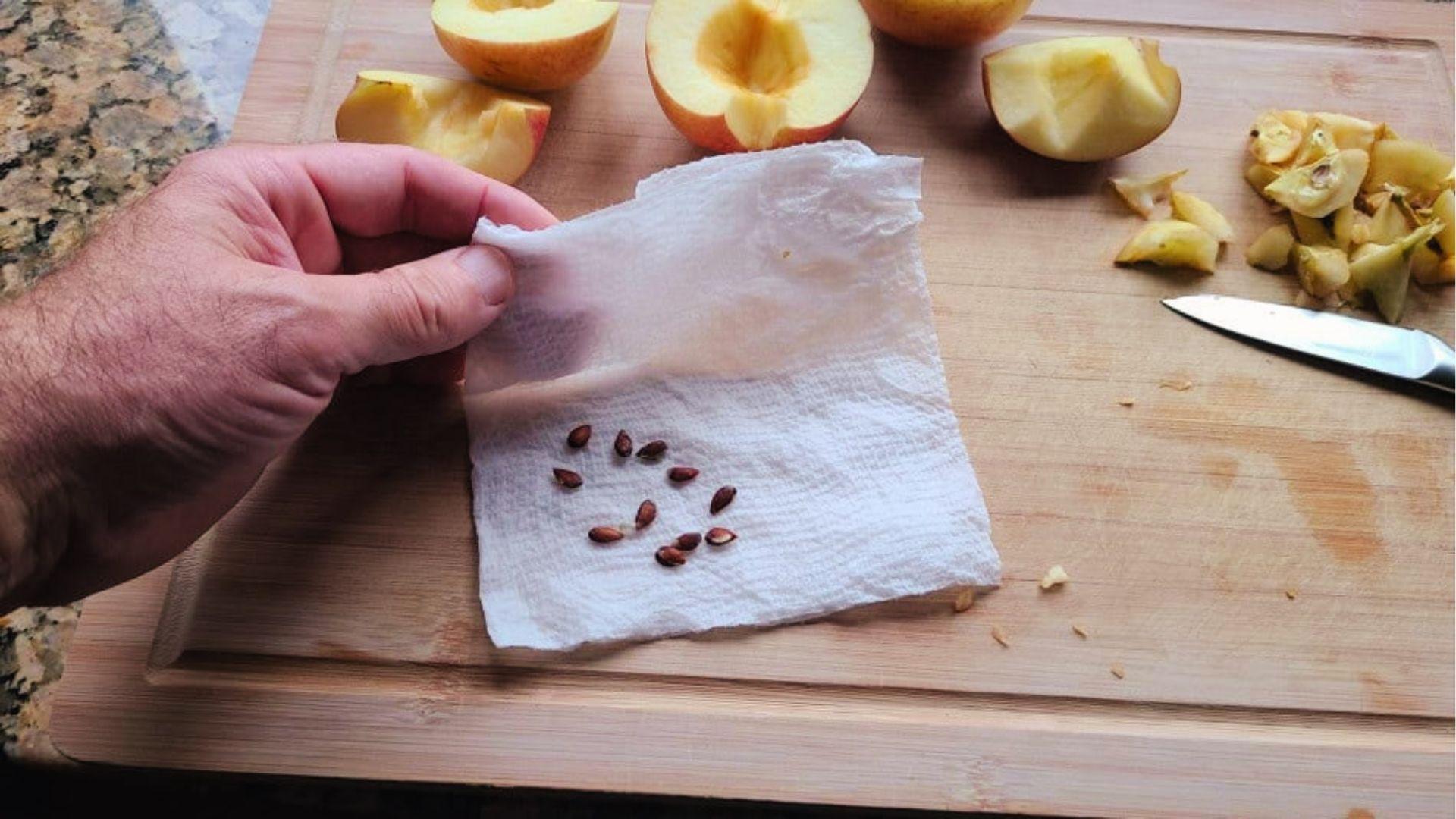 Hand places cleaned apple seeds on a wet paper towel to start the cold stratification process for growth.