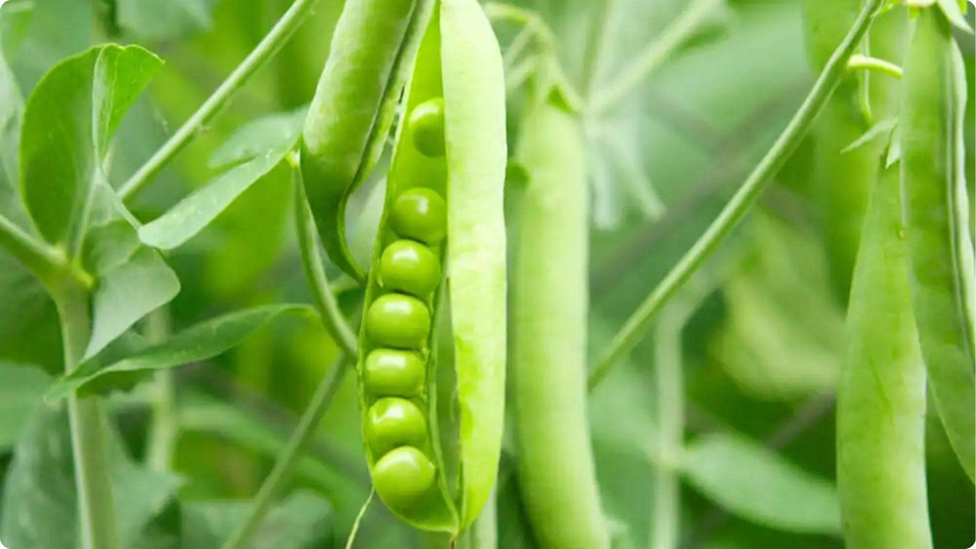 Peas is one of the Best Okra Companion Plants