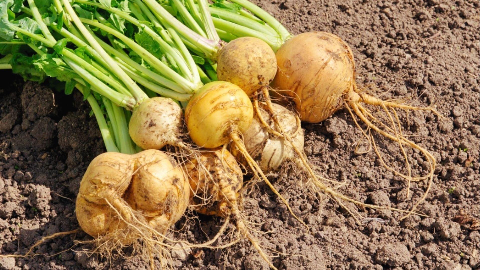 Freshly harvested golden turnips on soil showing mature roots ready after fall planting 6-8 weeks earlier.