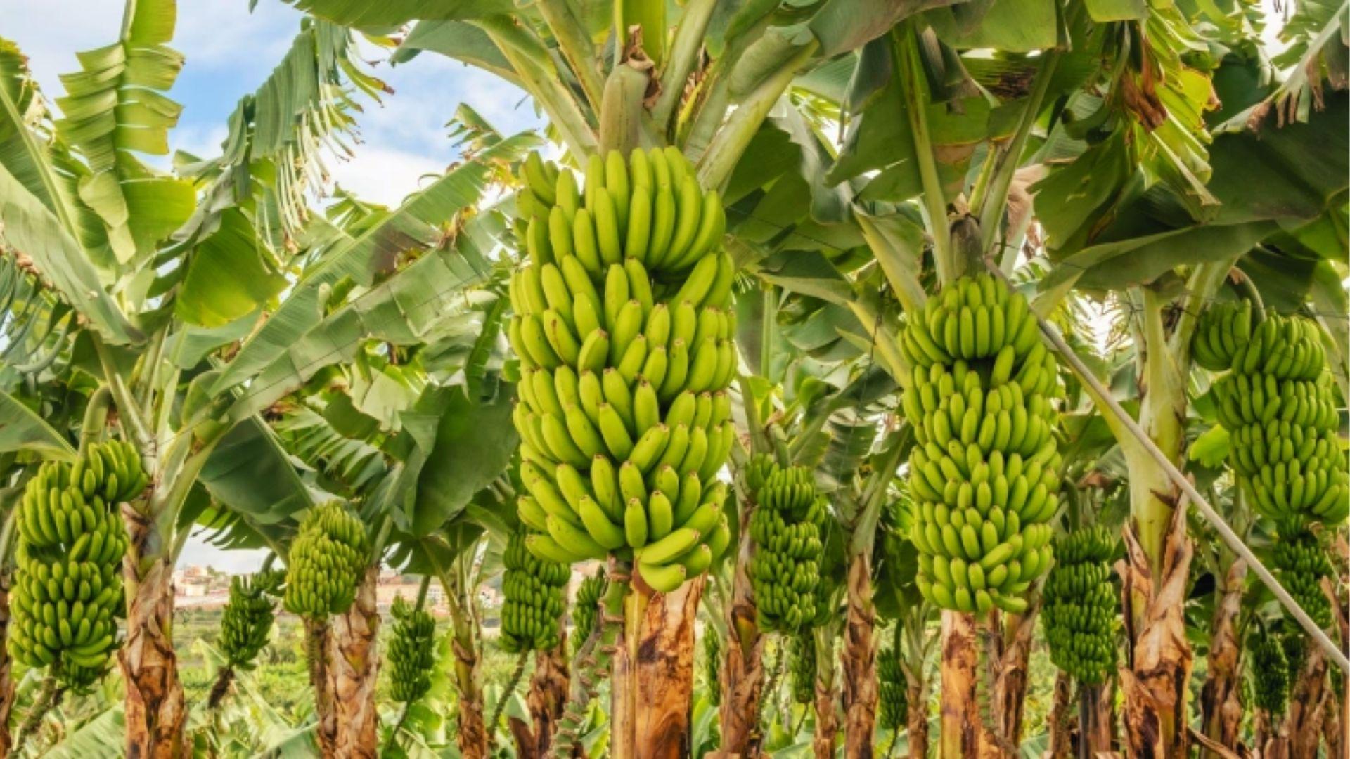 Multiple banana plants bearing large green bunches 10-11 months into full growth timeline