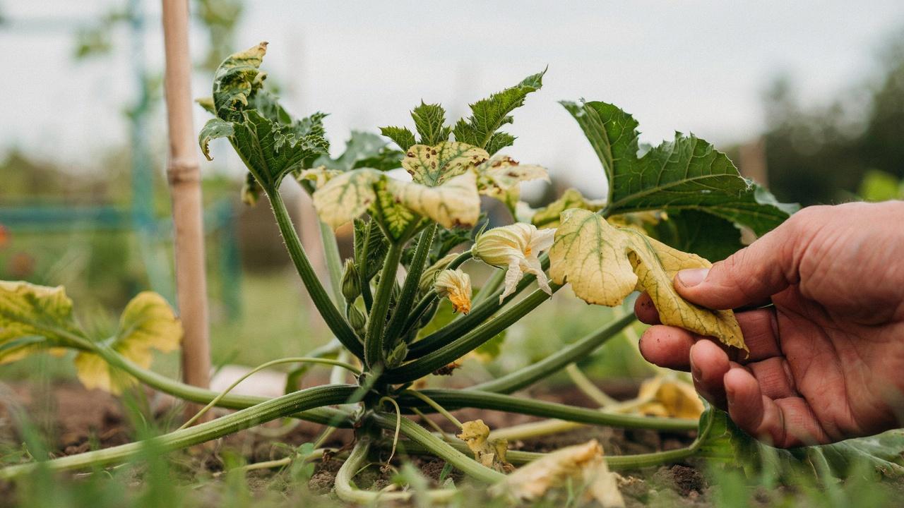 Zucchini plant showing signs that indicate pruning is needed.