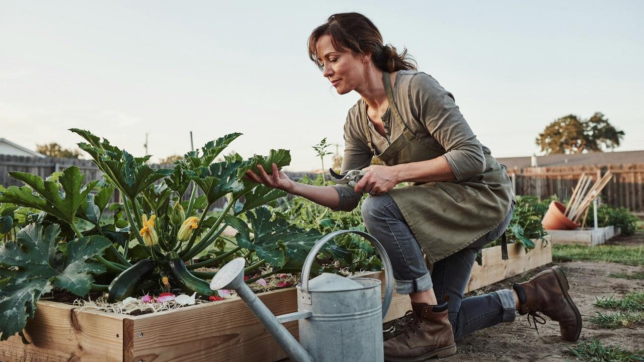 Gardener inspecting a zucchini plant before pruning.