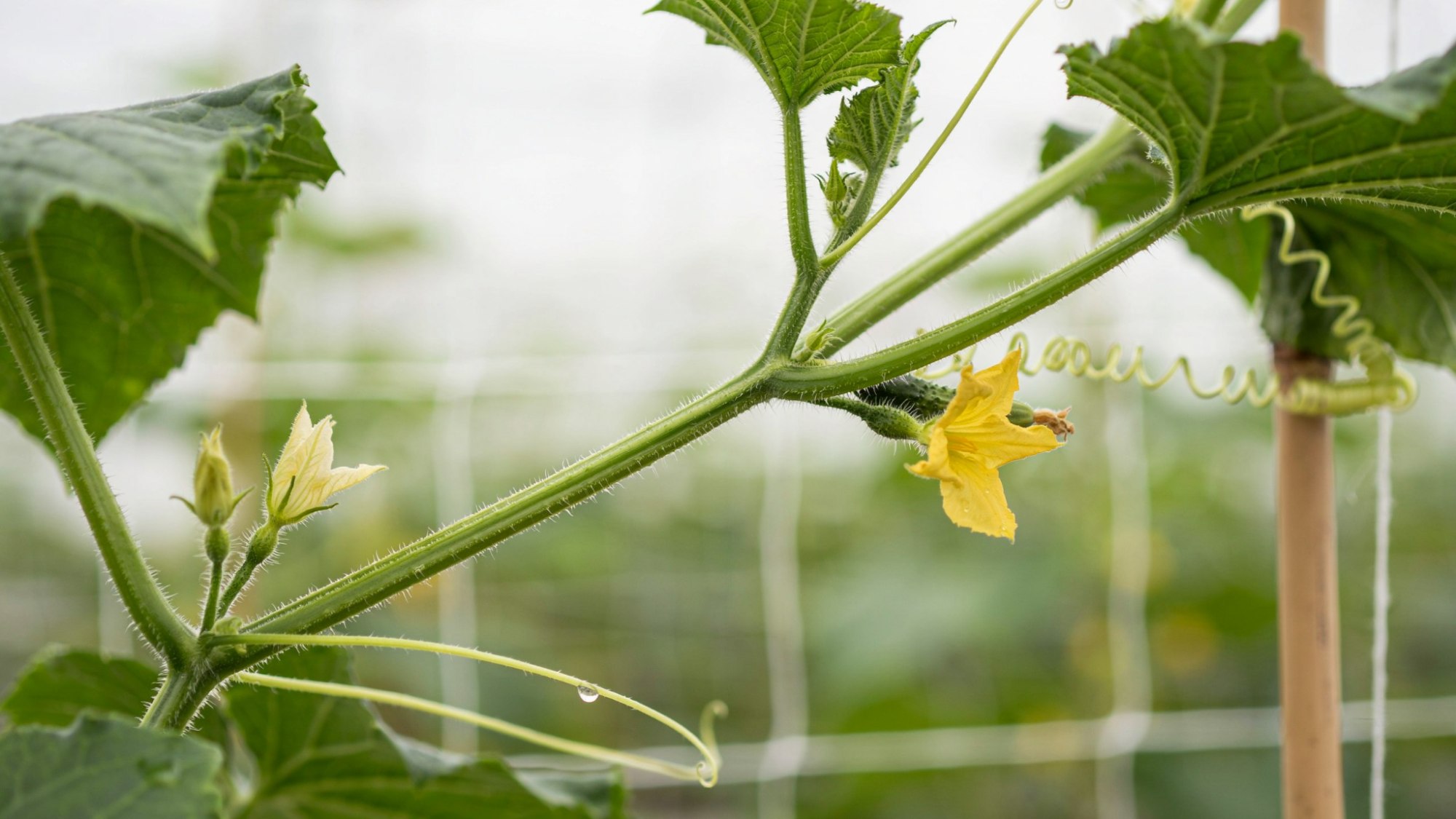 Close-up of cucumber plant parts including stem, nodes, and tendrils.