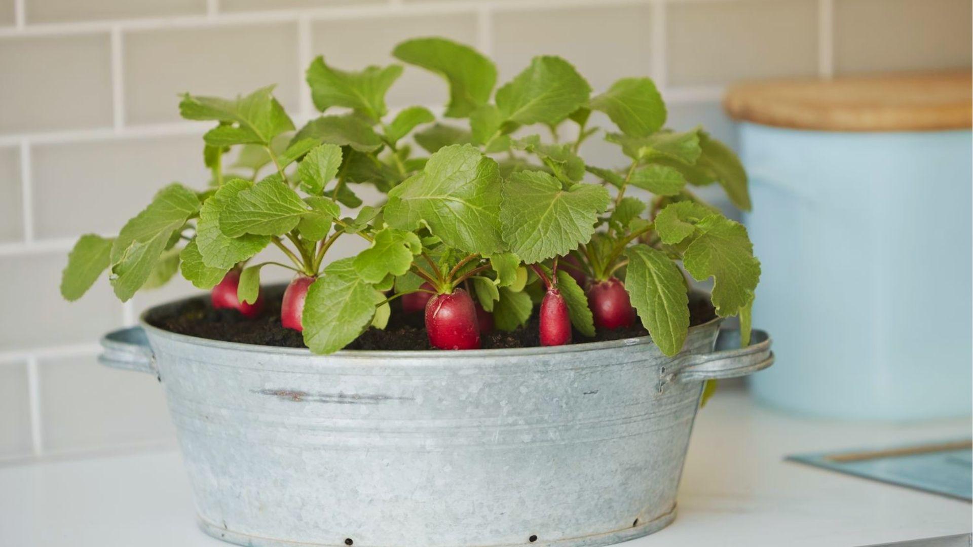 Red radishes with lush green leaves thriving in a metal tub container on a kitchen counter