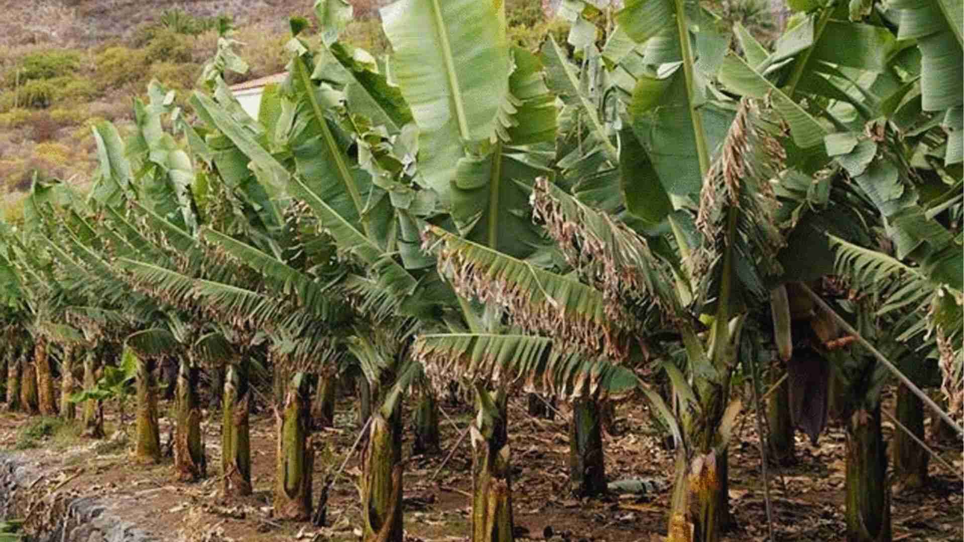 Rows of banana plants in field during 9-12 month growth cycle from pup to harvest