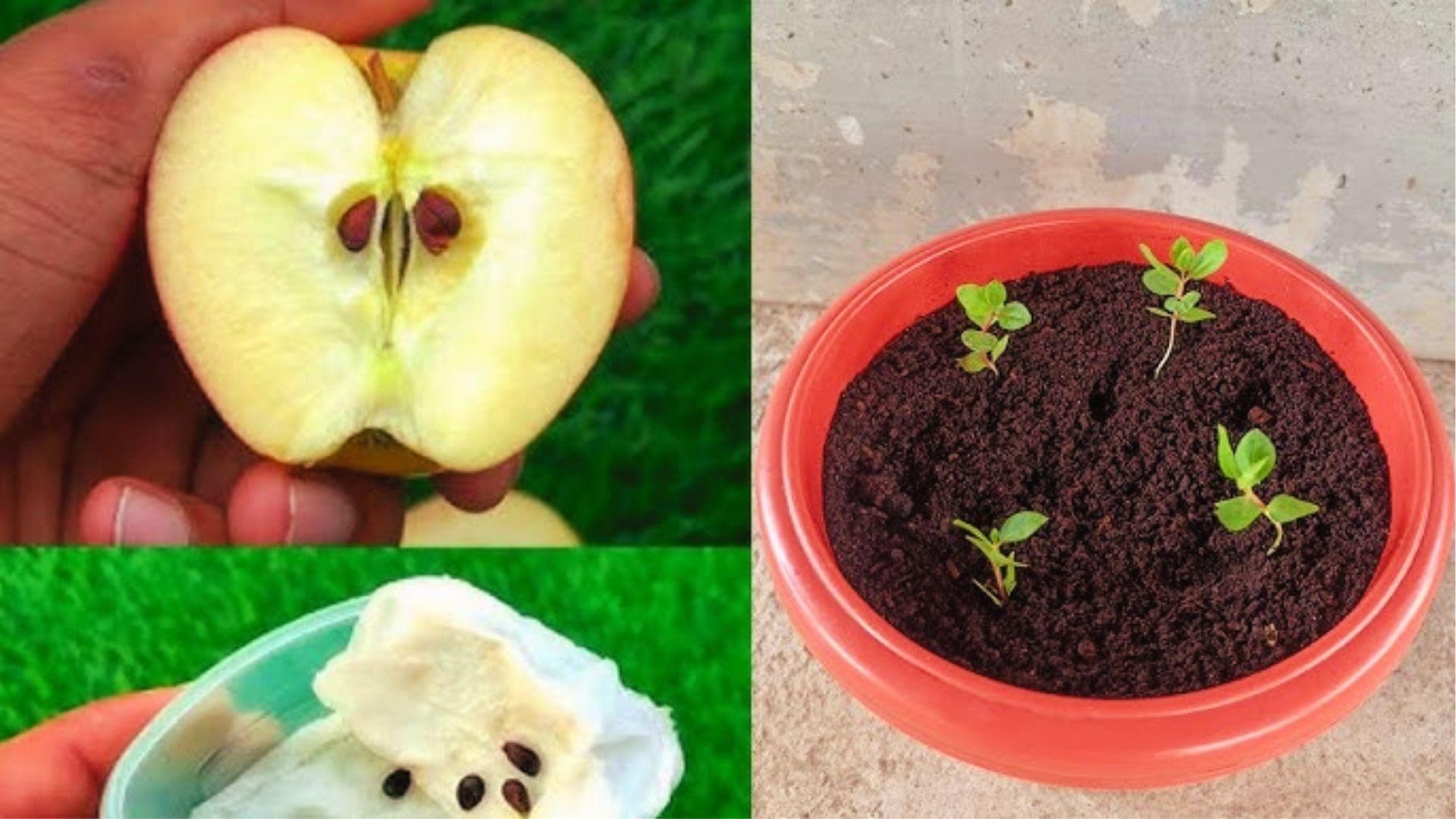 Split apple showing seeds, seeds on paper, and potted seedlings demonstrate steps of growing apples from seed.