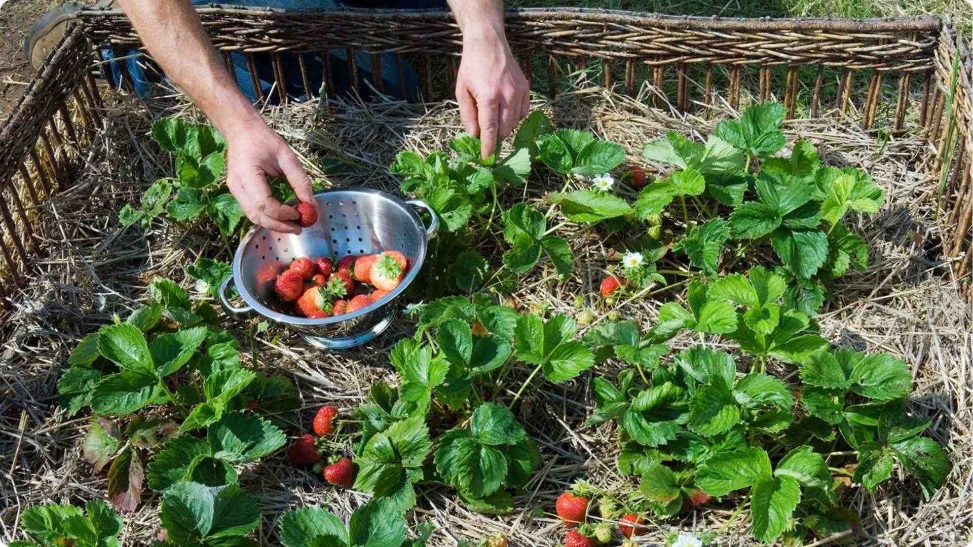 Gardener harvesting ripe red strawberries into metal colander from raised wicker bed mulched with straw.