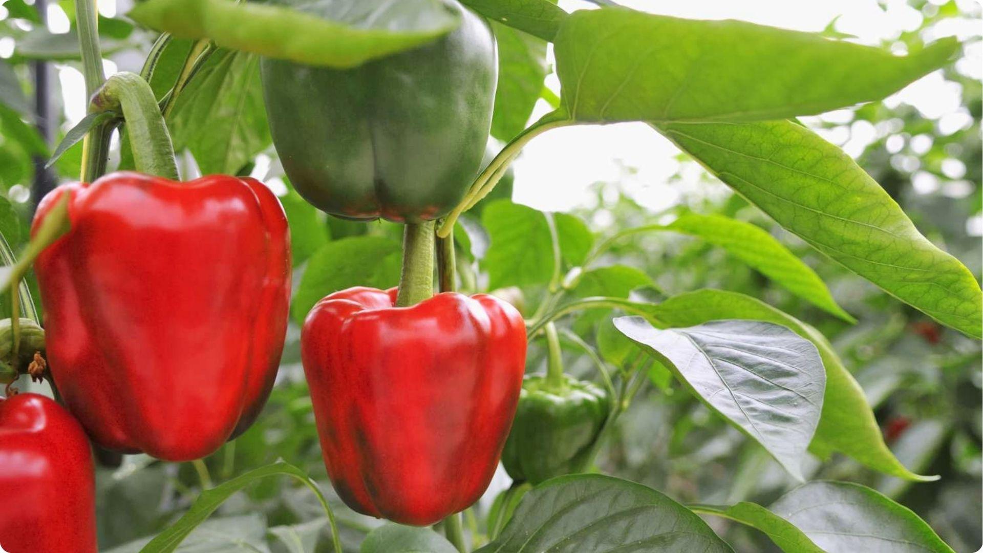Peppers is one of the Best Okra Companion Plants